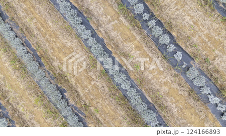 Rows of lavender growing in field with black plastic mulch Rows of lavender growing in field with black plastic mulch 124166893
