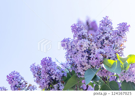 A beautiful cluster of blooming lilac flowers A beautiful cluster of blooming lilac flowers 124167025