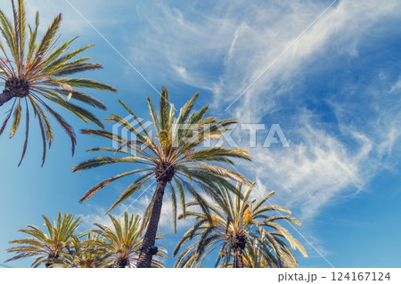 Tall, vibrant palm trees reaching towards a clear blue sunny sky 124167124