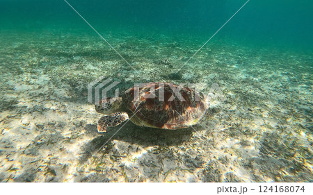 Sea turtle in turquoise blue water -underwater photo. Sea turtle in turquoise blue water -underwater photo. 124168074