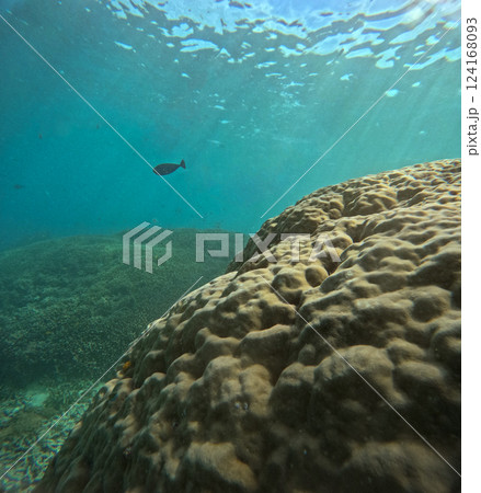 Coral fields off Gili Meno Island in Indonesia 124168093