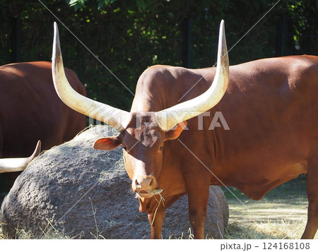 Berlin, Germany - bulls of watusi in Berlin zoo Berlin, Germany - bulls of watusi in Berlin zoo 124168108