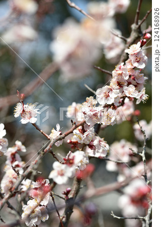 随心院門跡　名勝小野梅園の白梅(京都市山科区) 124168926