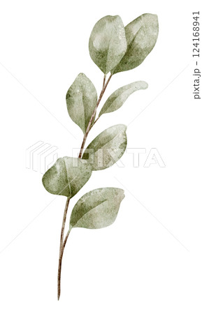 Watercolor illustration of Eucalyptus Branch with green leaves. Botanical drawing of tropical tree for wedding invitations or greeting cards. Art of herb on isolated background. 124168941