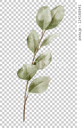 Watercolor illustration of Eucalyptus Branch with green leaves. Botanical drawing of tropical tree for wedding invitations or greeting cards. Art of herb on isolated background. 124168941