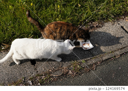 餌を食べる猫 餌を食べる猫 124169574