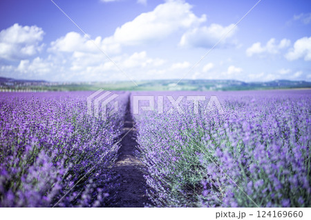Lavender Blooms, a picturesque field of blooming lavender under a partly cloudy sky. Captured during the day, highlighting natural beauty and agricultural potential 124169660