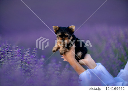 A small black and brown puppy is being held by a person in a field of purple flowers. Scene is peaceful and serene, as the puppy is surrounded by the beauty of nature. A small black and brown puppy is being held by a person in a field of purple flowers. Scene is peaceful and serene, as the puppy is surrounded by the beauty of nature. 124169662