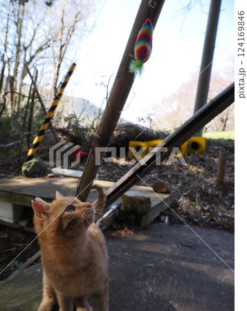 母ネコと子猫 124169846