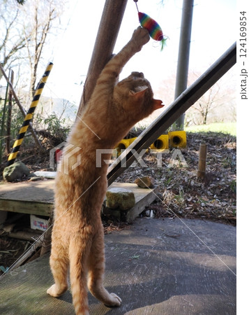 母ネコと子猫 母ネコと子猫 124169854