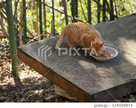 母ネコと子猫 124169874