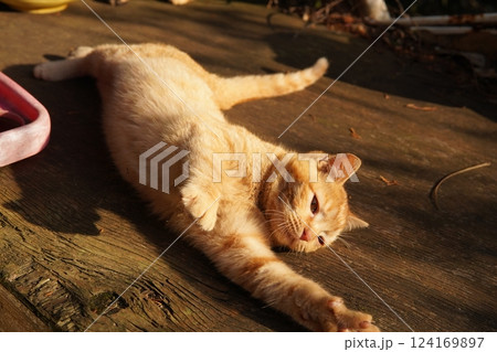 母ネコと子猫 母ネコと子猫 124169897
