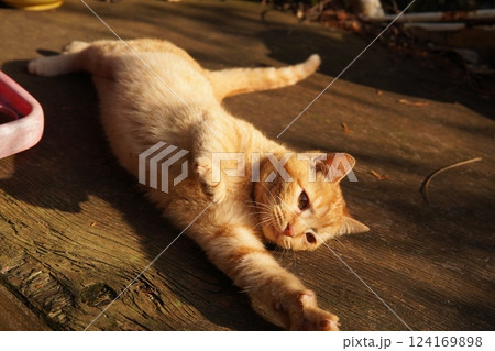 母ネコと子猫 124169898