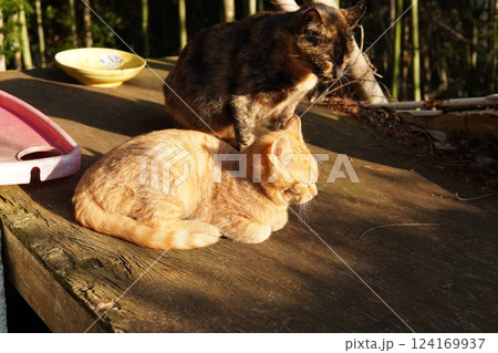 母ネコと子猫 母ネコと子猫 124169937