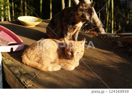 母ネコと子猫 124169939