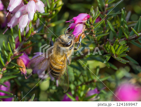 Honeybee Sitting on Pink Heather 124169947