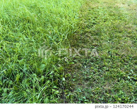 unevenly mown fresh grass on the lawn, concept of two sides and contrast 124170244
