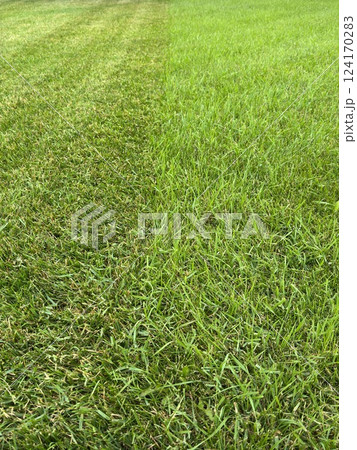 unevenly mown fresh grass on the lawn, concept of two sides and contrast unevenly mown fresh grass on the lawn, concept of two sides and contrast 124170283