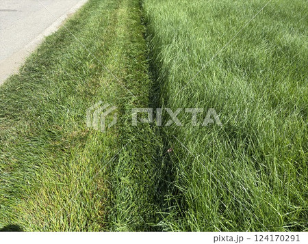 unevenly mown fresh grass on the lawn, concept of two sides and contrast unevenly mown fresh grass on the lawn, concept of two sides and contrast 124170291