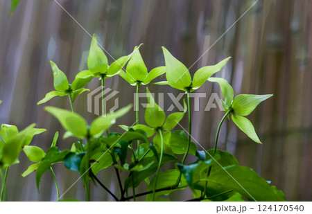 Clematis tibetana  on grey BACKGROUND 124170540