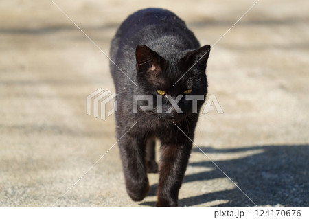 正面から近付く黒猫 124170676
