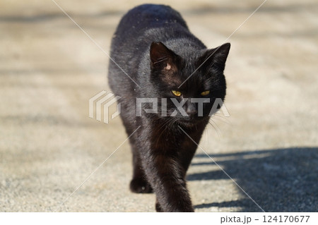 正面から近付く黒猫 正面から近付く黒猫 124170677