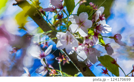 Cherry blossom in Japanese garden (sakura blossom)  or hanami 124170699