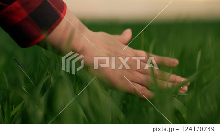 farmer hand finger touches stems green wheat leaves field sunset, agriculture farm business, agricultural sunset glow, hand harvesting wheat, serene wheat hand, harvesting at dusk, soft sunset 124170739