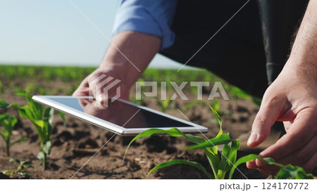 Businessman digital agricultural farmer with tablet. Man holds tablet checking information on internet touching corn leaves caring for plant health. Farmer engaged in agriculture agrarian business. Businessman digital agricultural farmer with tablet. Man holds tablet checking information on internet touching corn leaves caring for plant health. Farmer engaged in agriculture agrarian business. 124170772