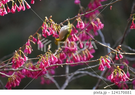 寒緋桜の蜜を吸うメジロ 124170881