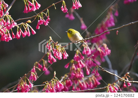 寒緋桜の蜜を吸うメジロ 124170882