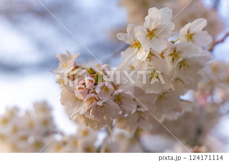 桜のある風景 桜のある風景 124171114