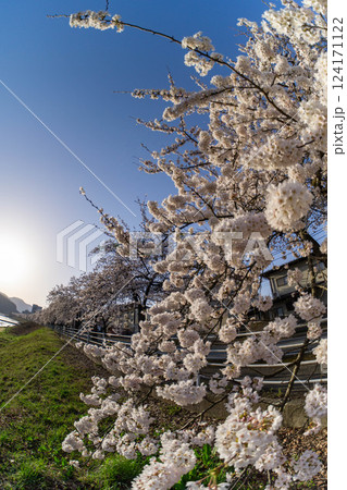 桜のある風景 124171122