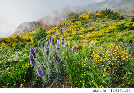Madeira landscape with Pride of Madeira flowers and blooming Cytisus shrubs, Portugal Madeira landscape with Pride of Madeira flowers and blooming Cytisus shrubs, Portugal 124171192