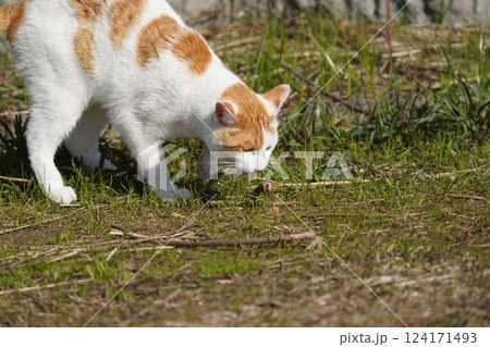 何かを見つめる猫 何かを見つめる猫 124171493
