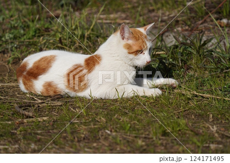 何かを見つめる猫 124171495