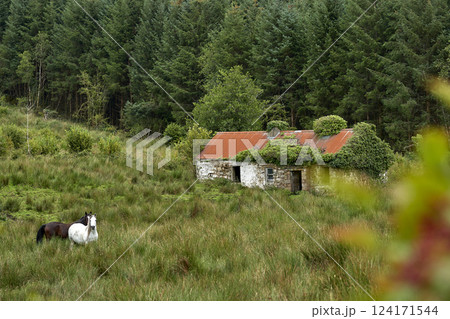 Old stone small barn or farm house in rural countryside surrounded by tall green wild grass and horses. Abandoned farm house in Ireland Old stone small barn or farm house in rural countryside surrounded by tall green wild grass and horses. Abandoned farm house in Ireland 124171544