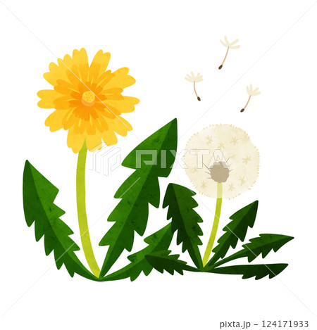 たんぽぽと綿毛　水彩風手描きイラスト 124171933