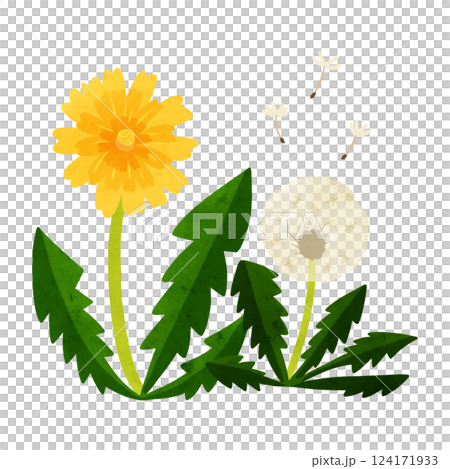 たんぽぽと綿毛　水彩風手描きイラスト 124171933