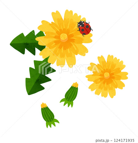 たんぽぽの花びらと蕾とてんとう虫 水彩風手描きイラスト たんぽぽの花びらと蕾とてんとう虫 水彩風手描きイラスト 124171935