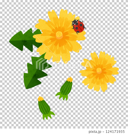 たんぽぽの花びらと蕾とてんとう虫 水彩風手描きイラスト たんぽぽの花びらと蕾とてんとう虫 水彩風手描きイラスト 124171935