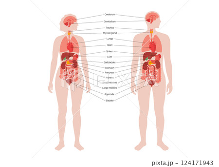 Human internal organs Human internal organs 124171943