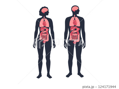Human internal organs Human internal organs 124171944