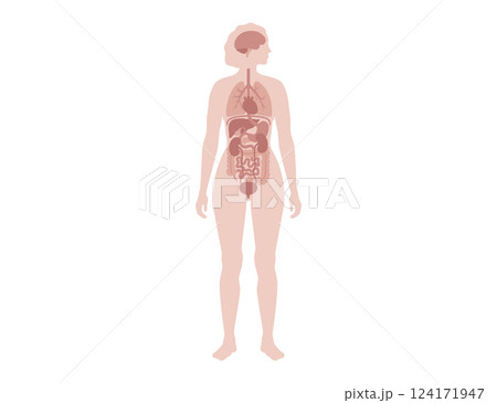 Human internal organs 124171947