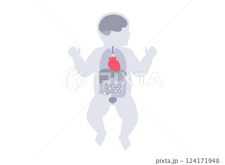 Human internal organs 124171948