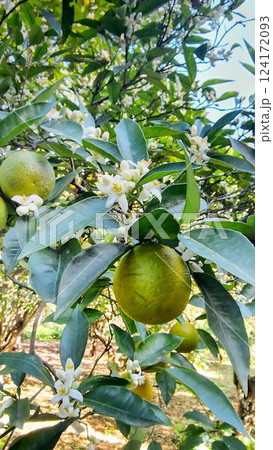 Fresh Orange Fruit and Blossoms on a Citrus Tree in an Orchard 124172093