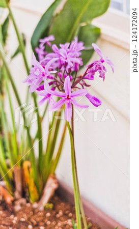 Elegant Purple Society Garlic Flowers in Bloom in the garden  124172094