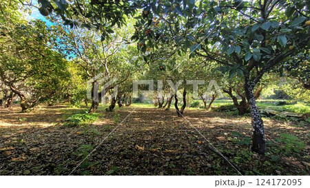 Mandarin, orange trees that have dropped their fruits. Natures bounty in a quiet grove. Mandarin, orange trees that have dropped their fruits. Natures bounty in a quiet grove. 124172095