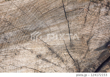 Wooden Texture with Growth Rings and Cracked Surface for background texture  124172153