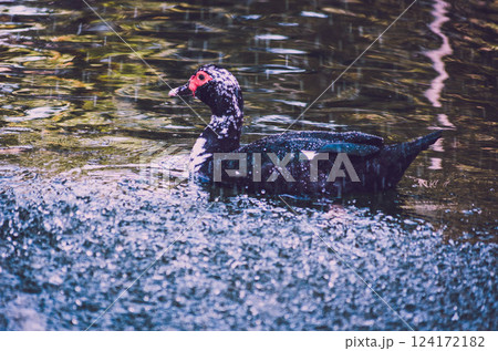 Muscovy Duck Swimming in a littel fountan splashing water Pond background  124172182